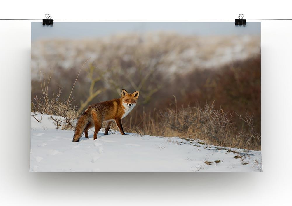 Red fox standing in a winter landscape Canvas Print or Poster - Canvas Art Rocks - 2