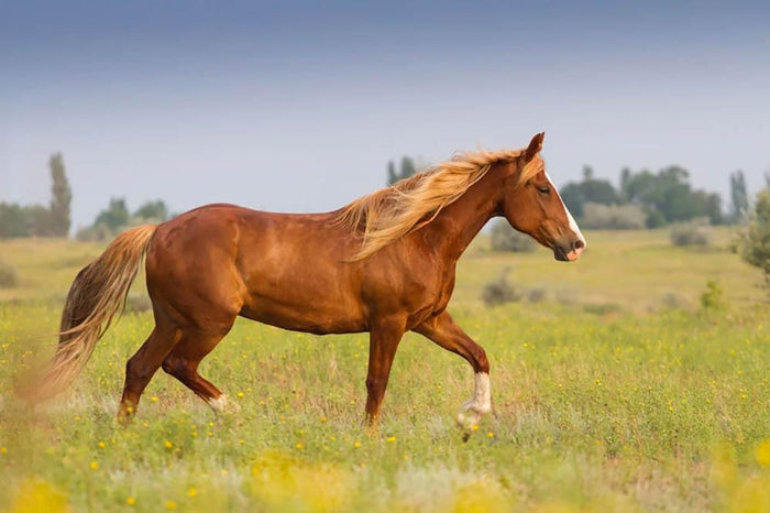 Red horse with long mane Wall Mural Wallpaper