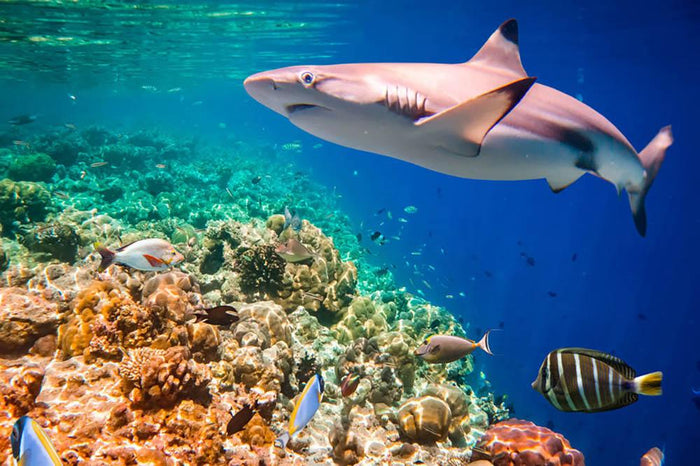 Reef with a variety of hard and soft corals and shark Wall Mural Wallpaper