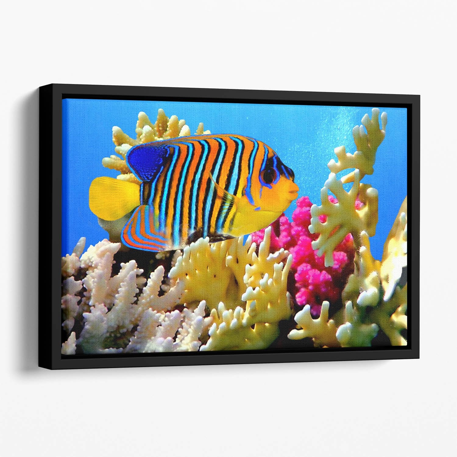 Regal angelfish Floating Framed Canvas