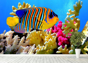 Regal angelfish Wall Mural Wallpaper - Canvas Art Rocks - 4