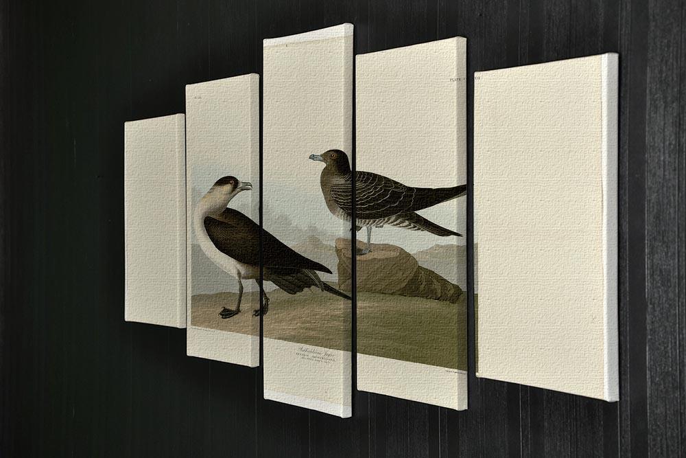 Richardsons Jager by Audubon 5 Split Panel Canvas - Canvas Art Rocks - 2