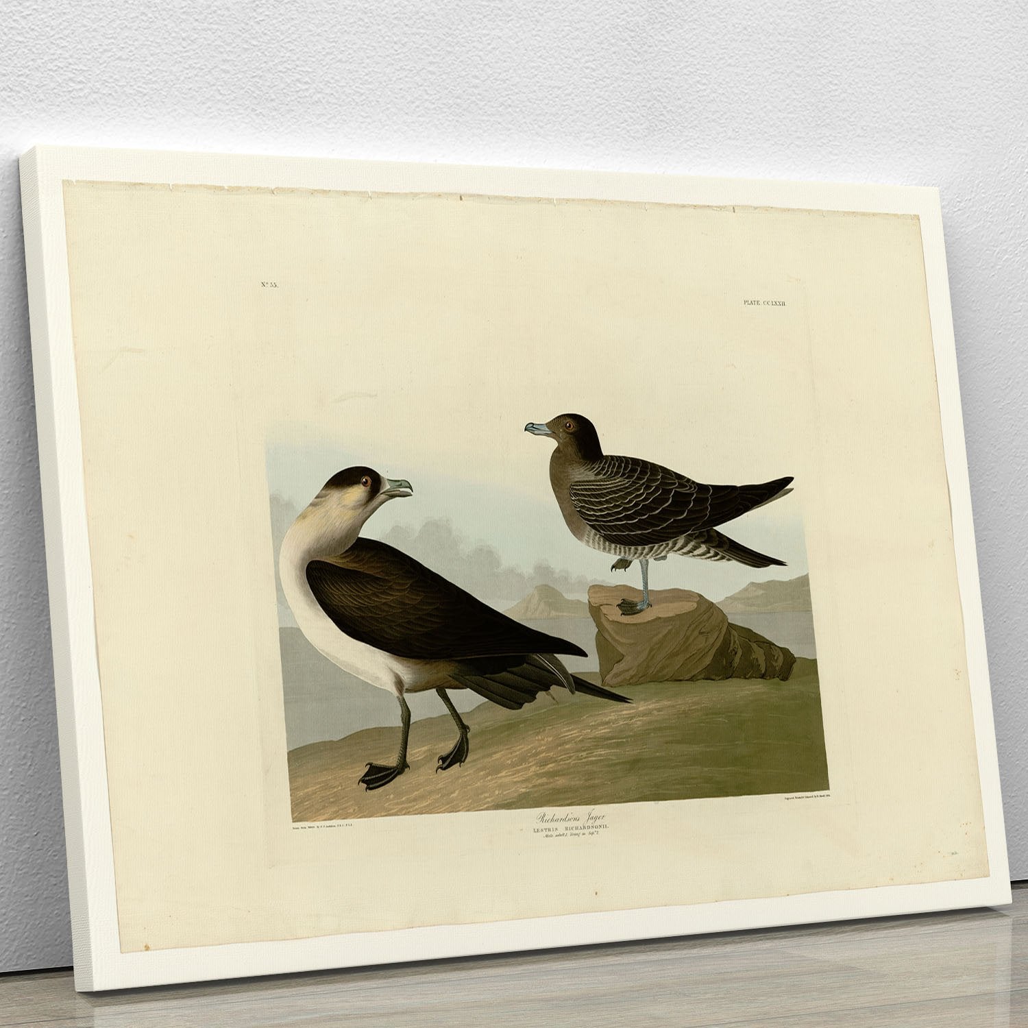 Richardsons Jager by Audubon Canvas Print or Poster