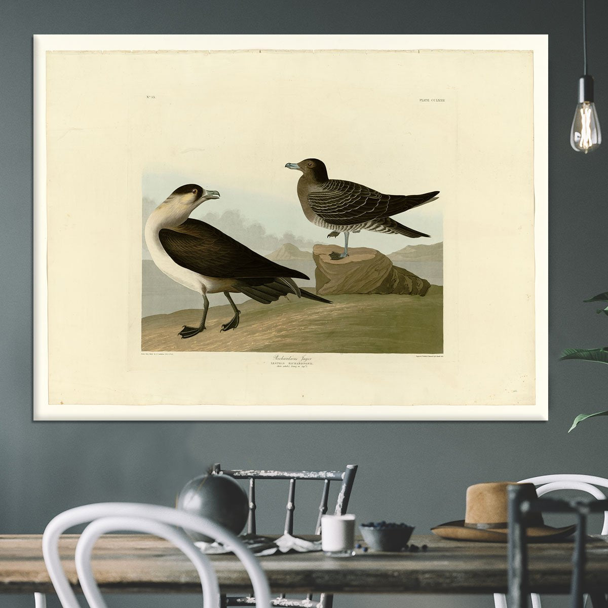 Richardsons Jager by Audubon Canvas Print or Poster