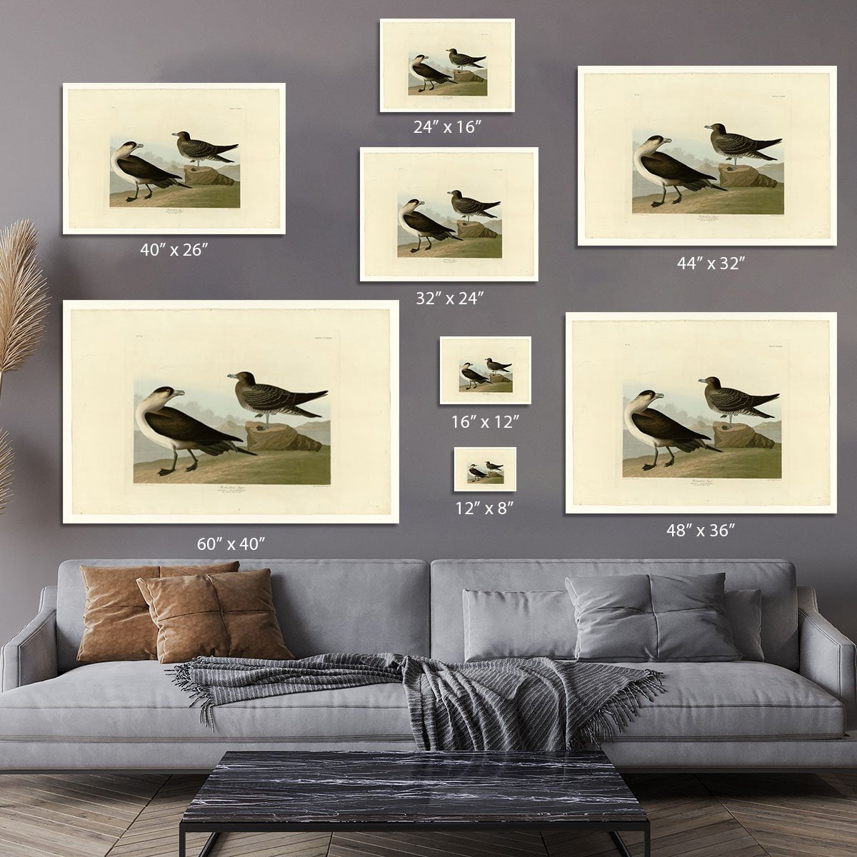 Richardsons Jager by Audubon Canvas Print or Poster