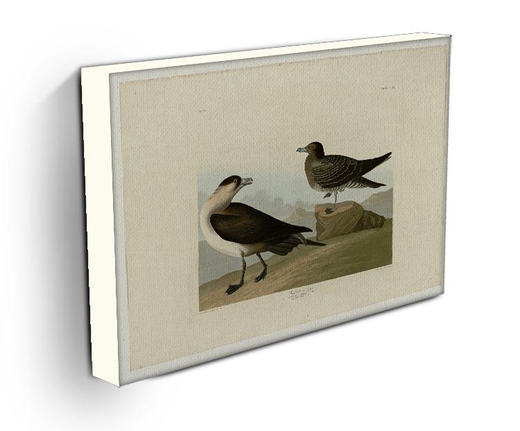 Richardsons Jager by Audubon Canvas Print or Poster - Canvas Art Rocks - 3