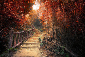 Road path way through dense trees Wall Mural Wallpaper - Canvas Art Rocks - 1