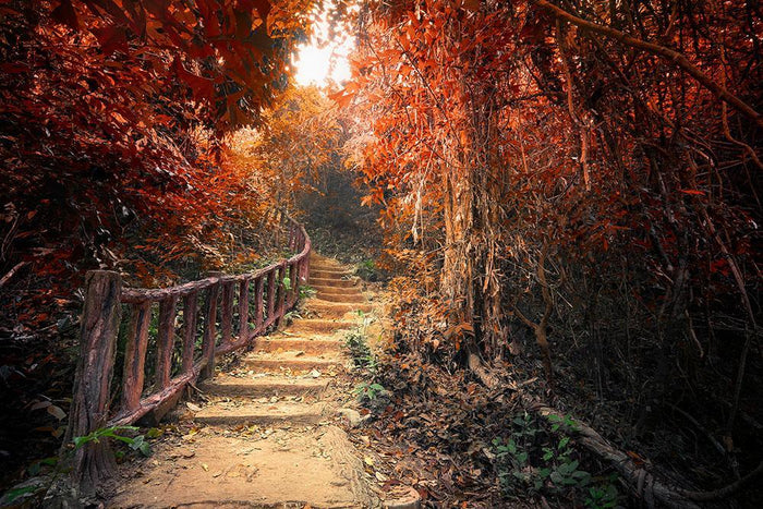 Road path way through dense trees Wall Mural Wallpaper