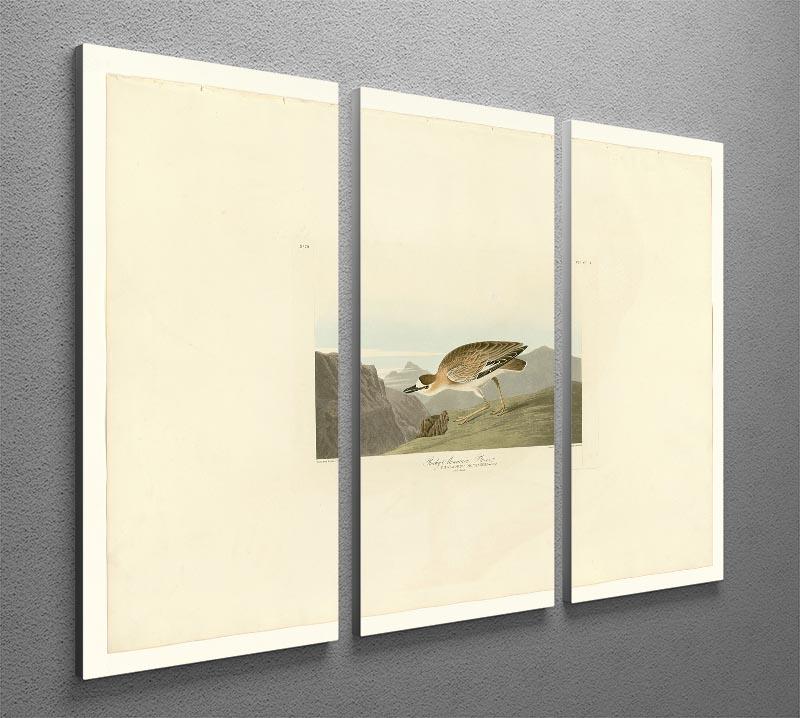 Rocky Mountain Plover by Audubon 3 Split Panel Canvas Print - Canvas Art Rocks - 2