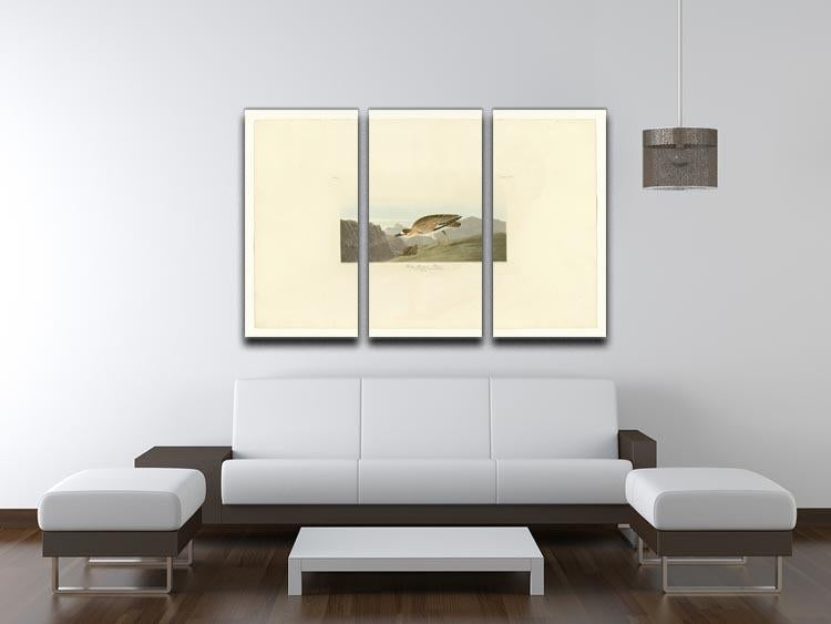 Rocky Mountain Plover by Audubon 3 Split Panel Canvas Print - Canvas Art Rocks - 3