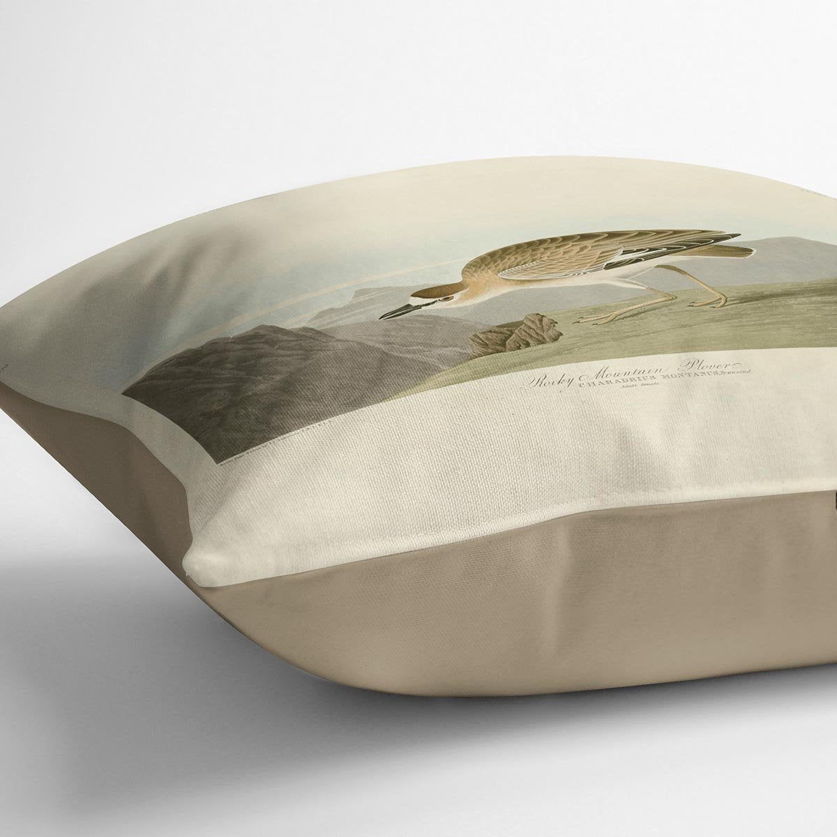 Rocky Mountain Plover by Audubon Cushion