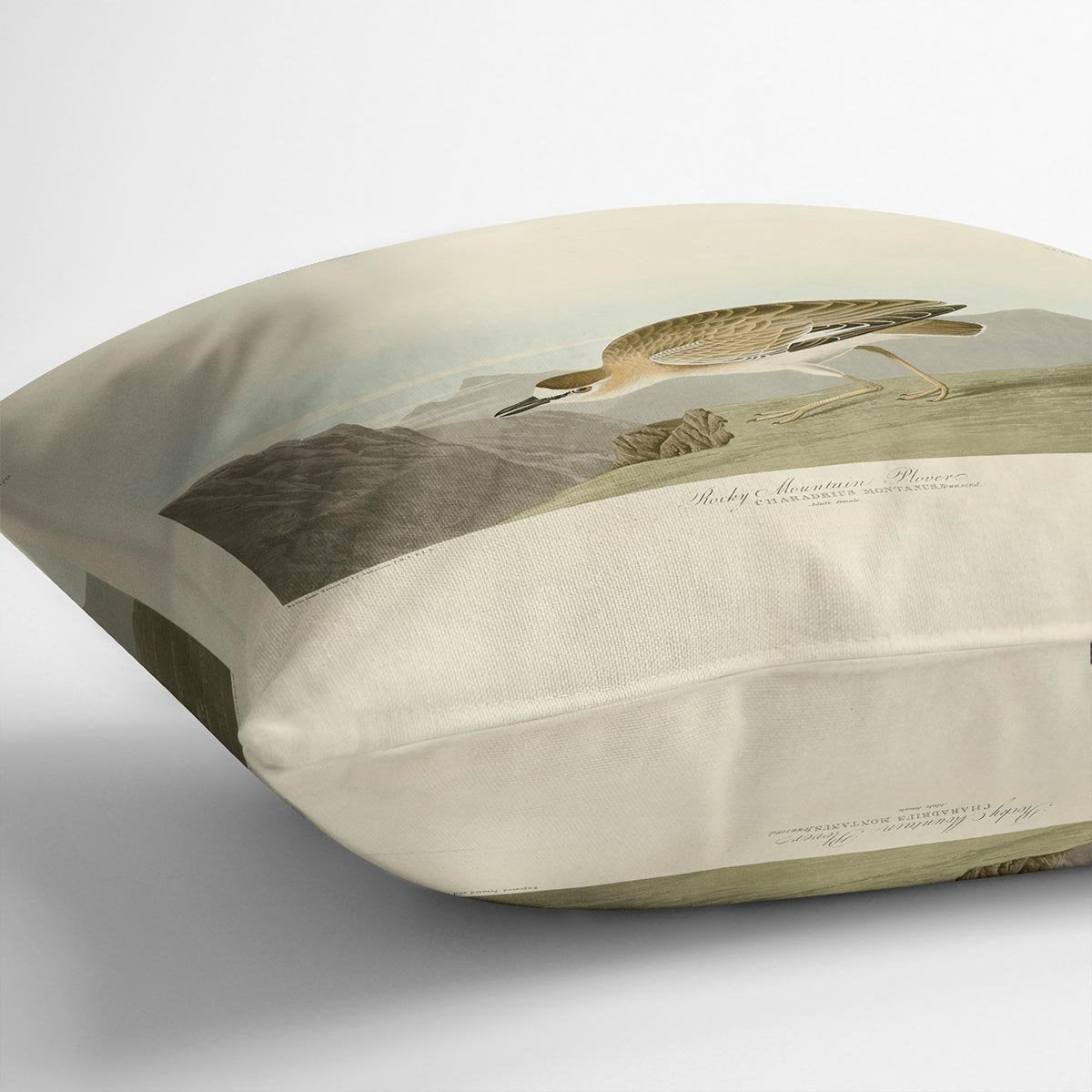 Rocky Mountain Plover by Audubon Cushion