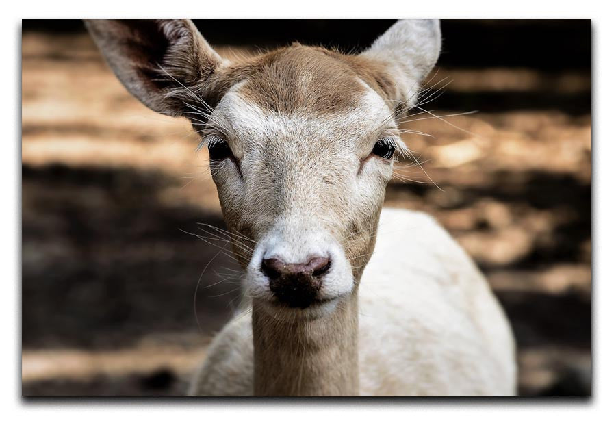 Roe Deer Print - Canvas Art Rocks - 1