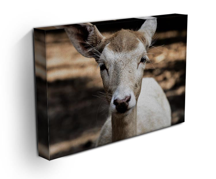 Roe Deer Print - Canvas Art Rocks - 3