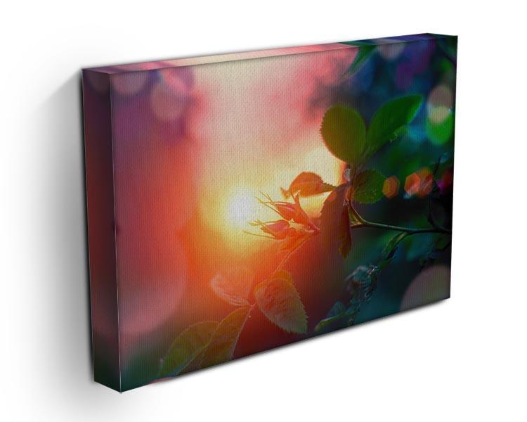 Rosebuds at sunset Canvas Print or Poster - Canvas Art Rocks - 3