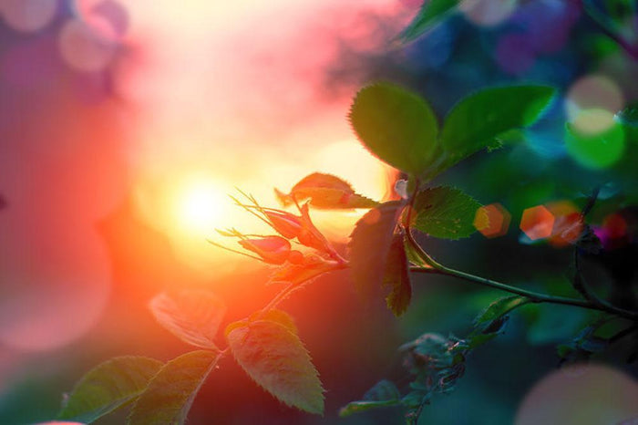 Rosebuds at sunset Wall Mural Wallpaper