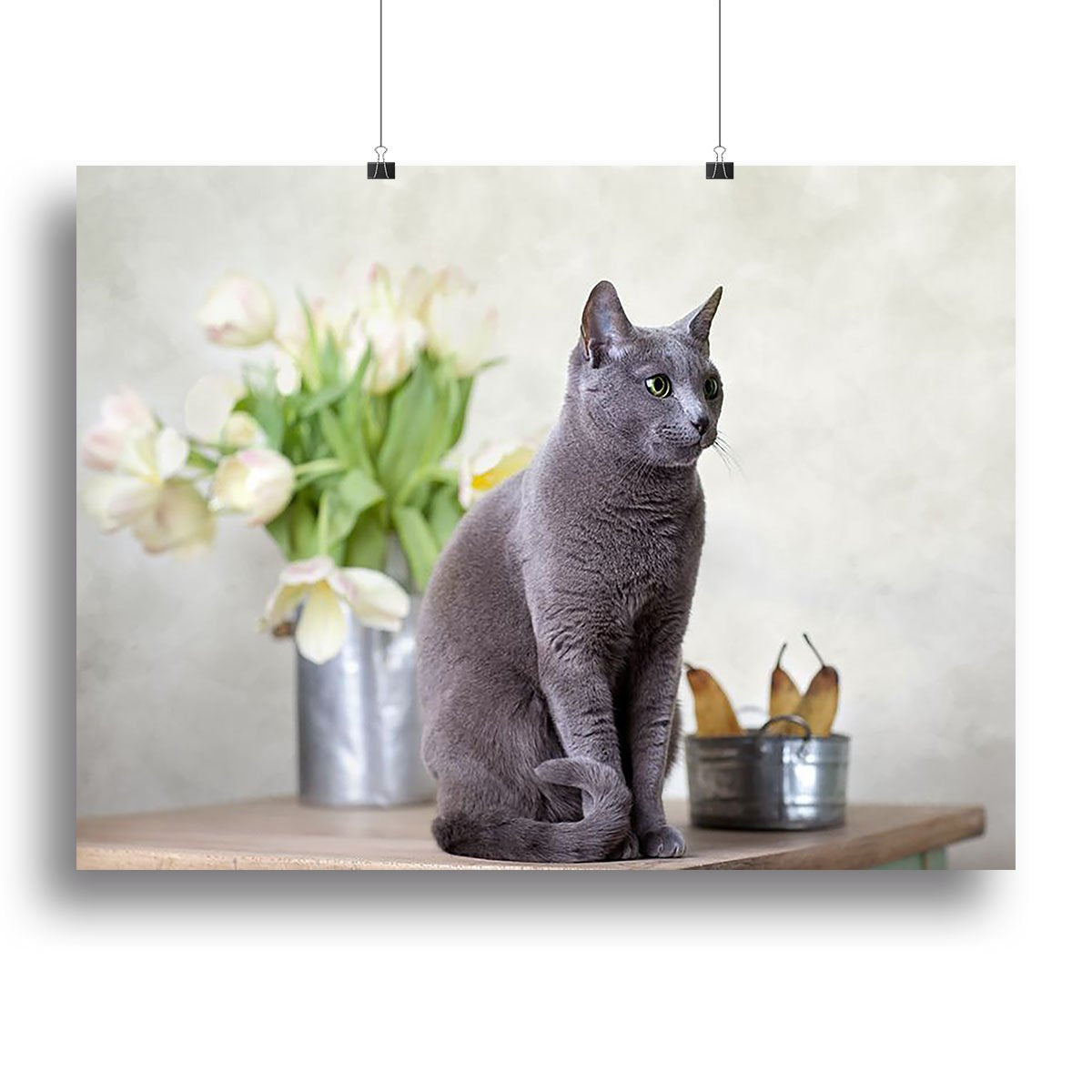Russian Blue cat sitting on table with pears and tulips Canvas Print or Poster
