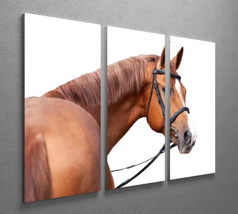 Russian Don horse 3 Split Panel Canvas Print - Canvas Art Rocks - 2