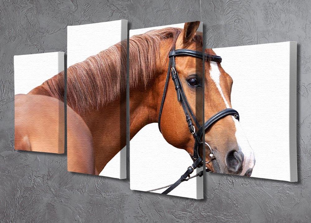 Russian Don horse 4 Split Panel Canvas - Canvas Art Rocks - 2