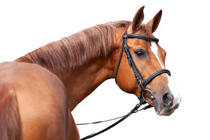 Russian Don horse Wall Mural Wallpaper - Canvas Art Rocks - 1