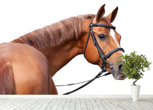 Russian Don horse Wall Mural Wallpaper - Canvas Art Rocks - 4