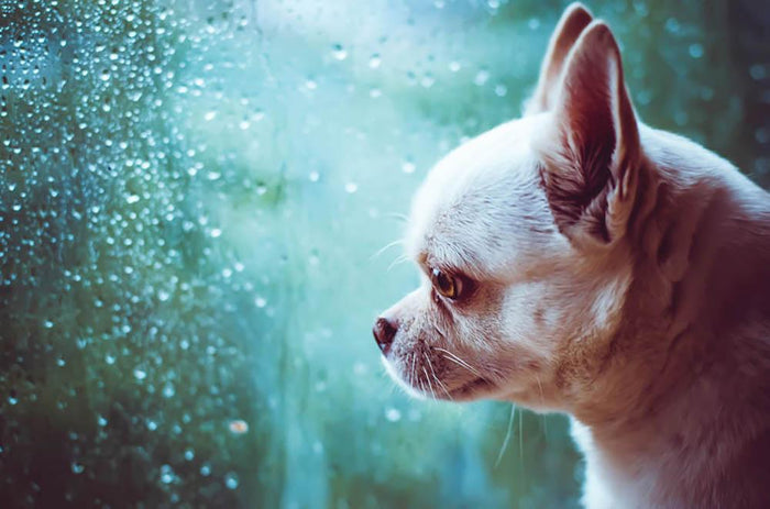 Sad Chihuahua dog Wall Mural Wallpaper