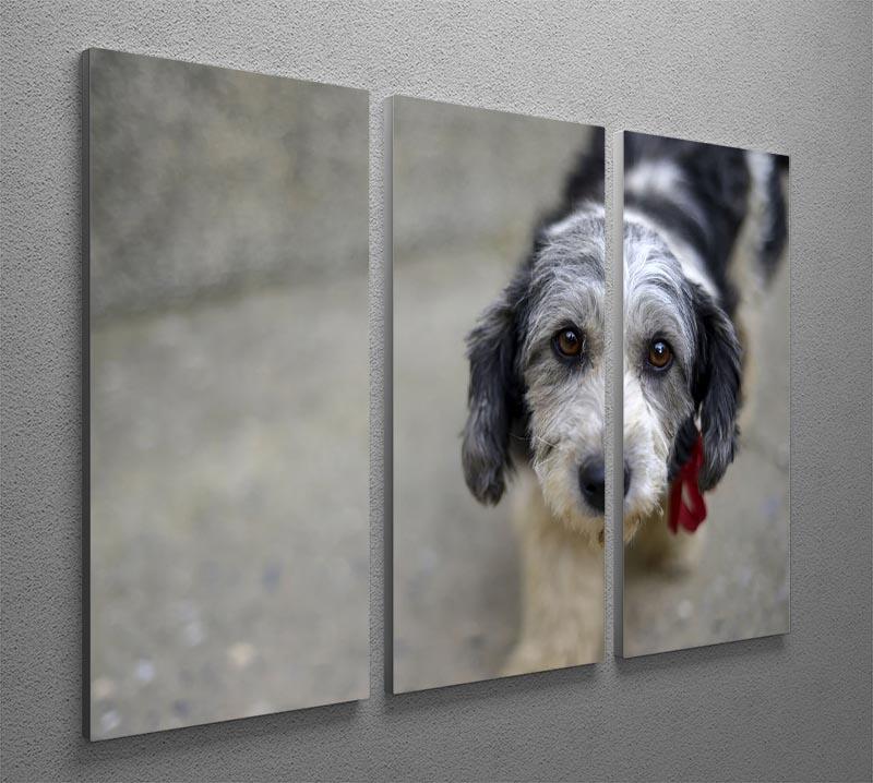 Sad look of a cute stray dog 3 Split Panel Canvas Print - Canvas Art Rocks - 2