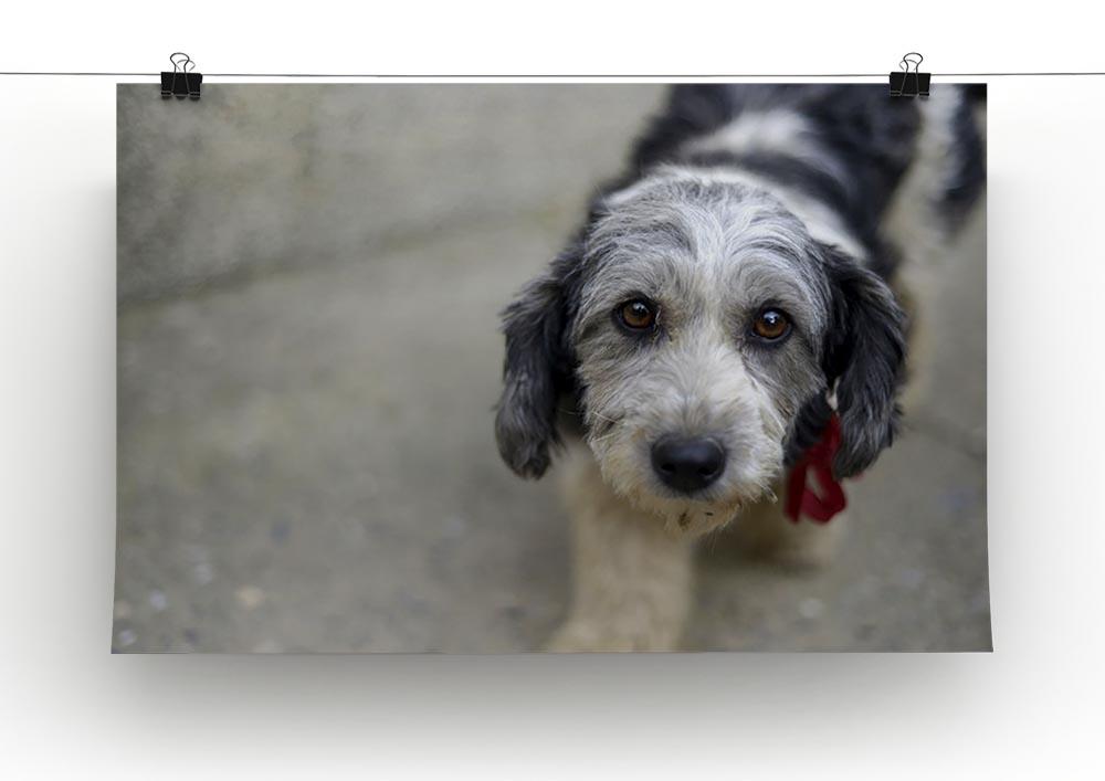 Sad look of a cute stray dog Canvas Print or Poster - Canvas Art Rocks - 2