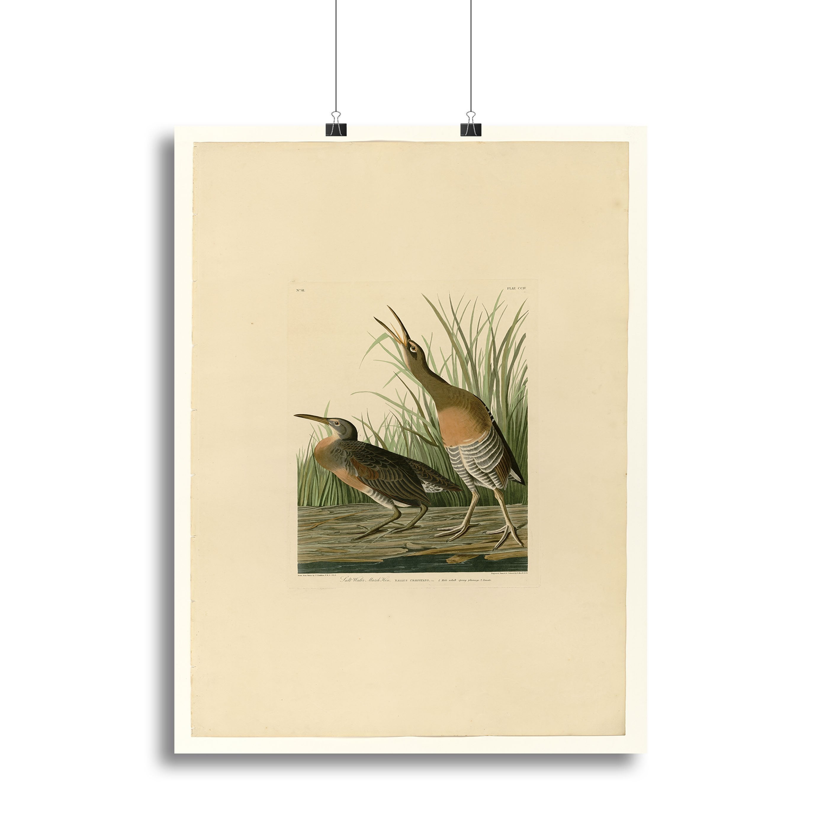 Salt Water Marsh Hen by Audubon Canvas Print or Poster