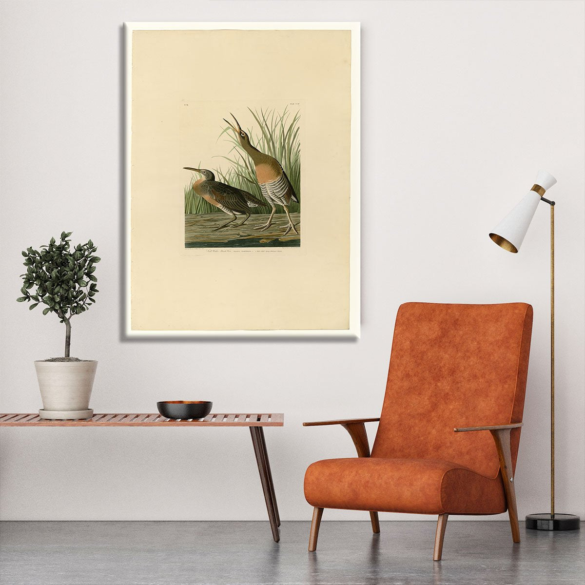 Salt Water Marsh Hen by Audubon Canvas Print or Poster