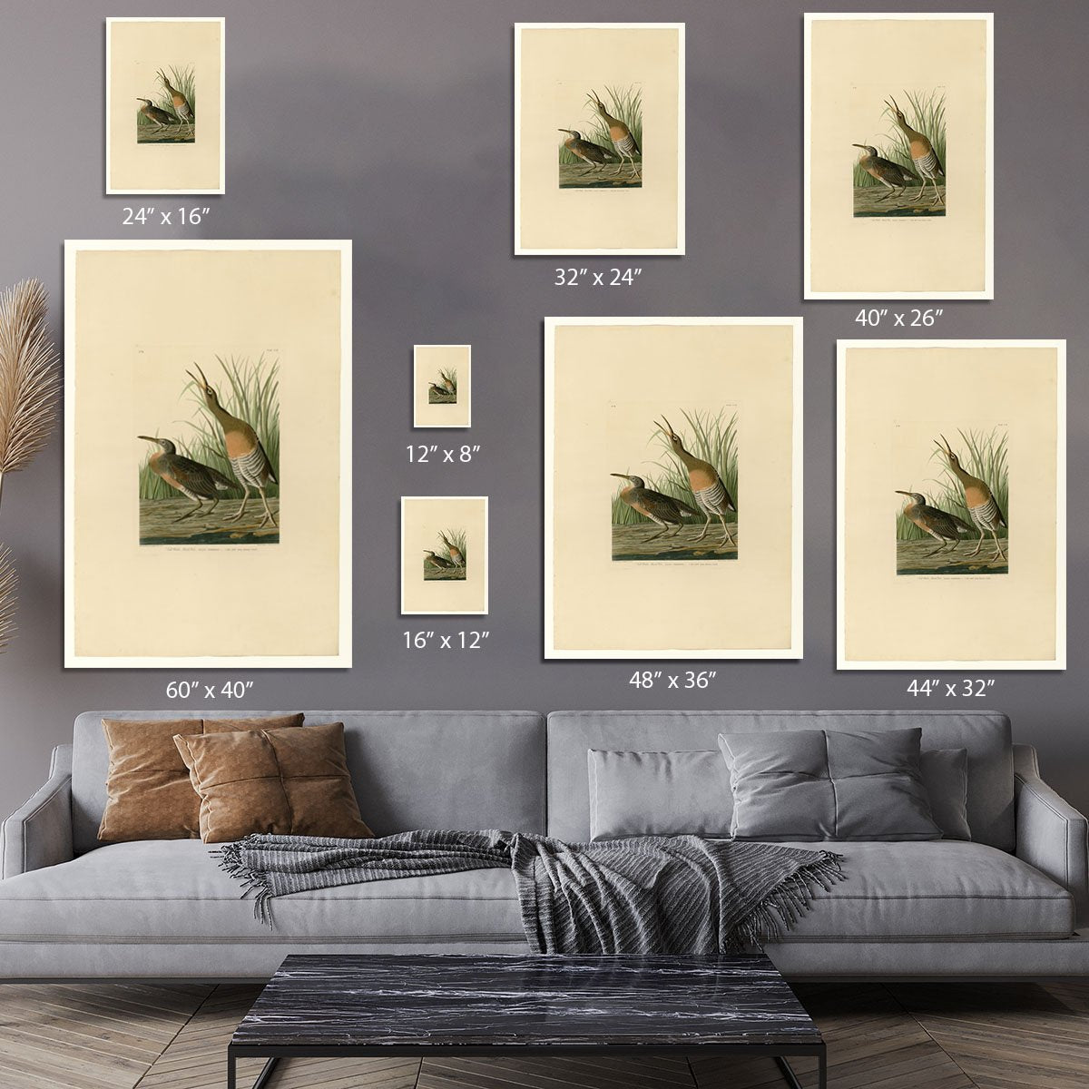 Salt Water Marsh Hen by Audubon Canvas Print or Poster