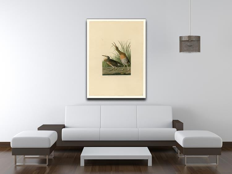 Salt Water Marsh Hen by Audubon Canvas Print or Poster - Canvas Art Rocks - 4