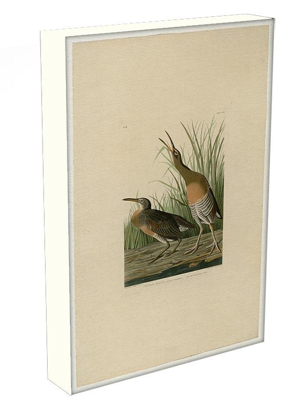 Salt Water Marsh Hen by Audubon Canvas Print or Poster - Canvas Art Rocks - 3