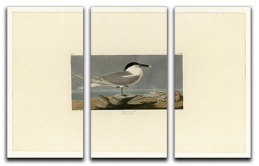 Sandwich Tern by Audubon 3 Split Panel Canvas Print - Canvas Art Rocks - 1