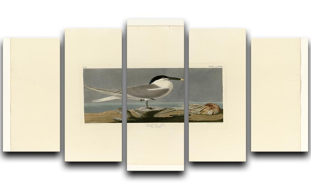Sandwich Tern by Audubon 5 Split Panel Canvas - Canvas Art Rocks - 1
