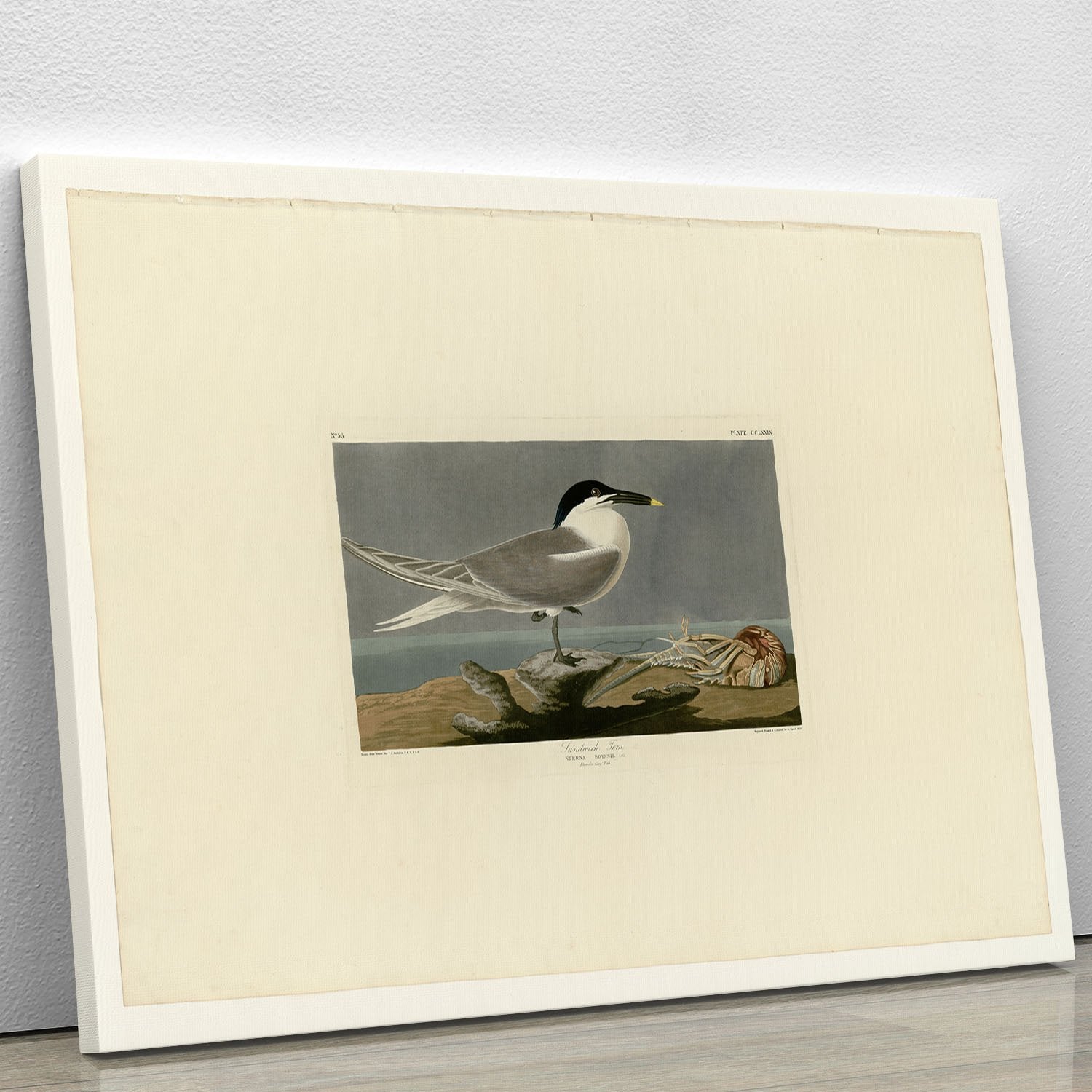 Sandwich Tern by Audubon Canvas Print or Poster