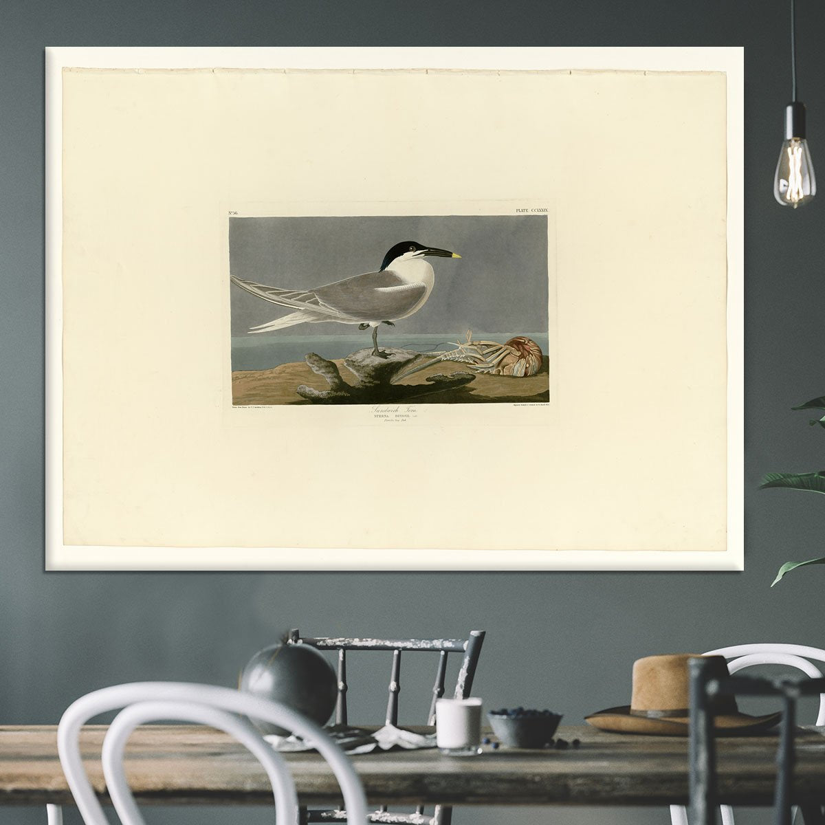 Sandwich Tern by Audubon Canvas Print or Poster