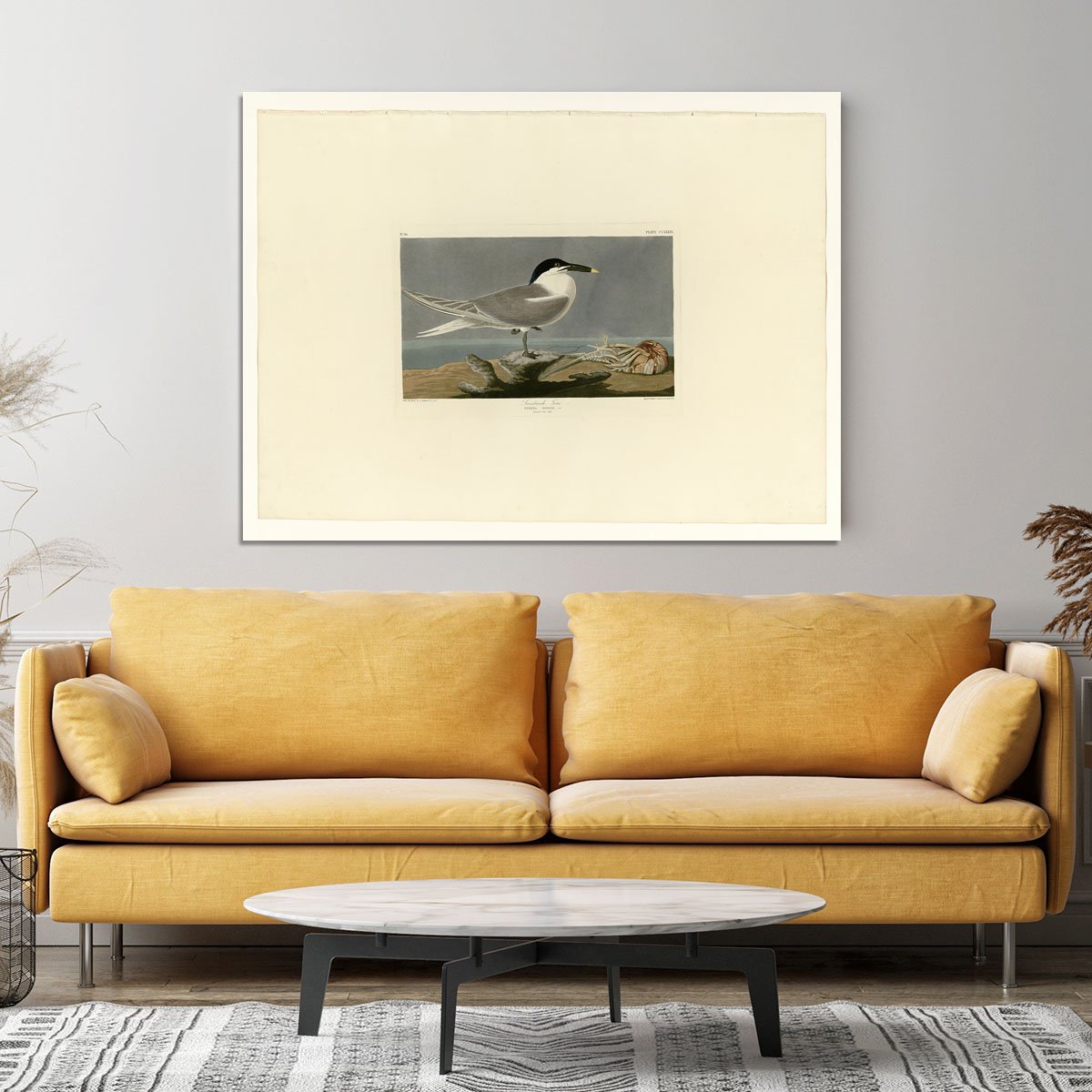 Sandwich Tern by Audubon Canvas Print or Poster