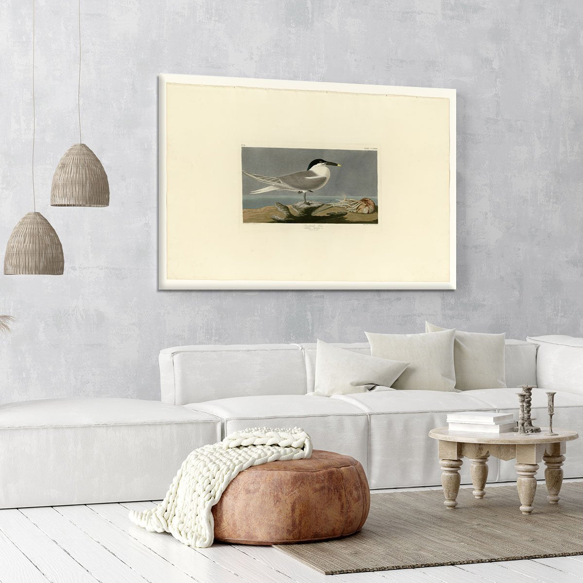 Sandwich Tern by Audubon Canvas Print or Poster