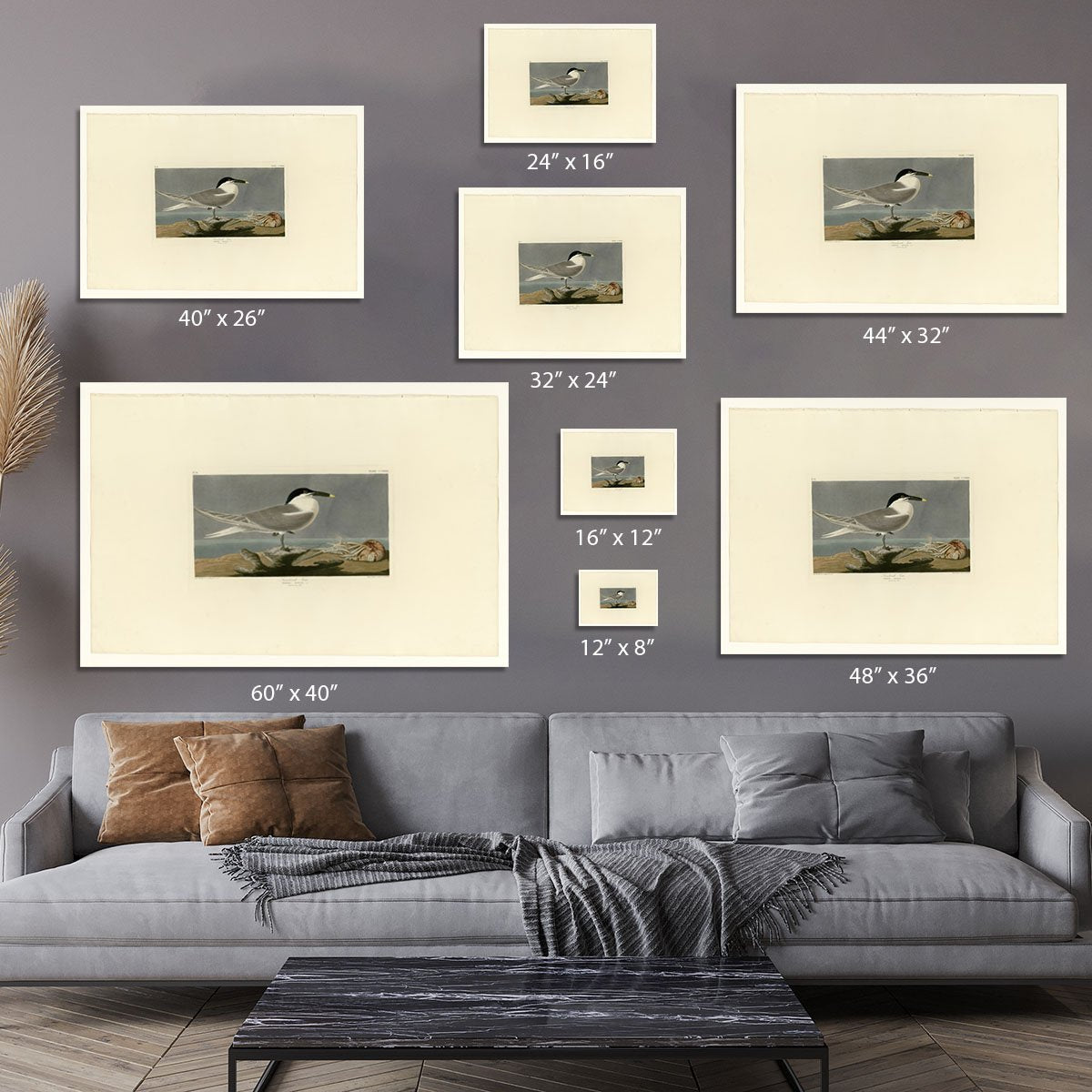 Sandwich Tern by Audubon Canvas Print or Poster