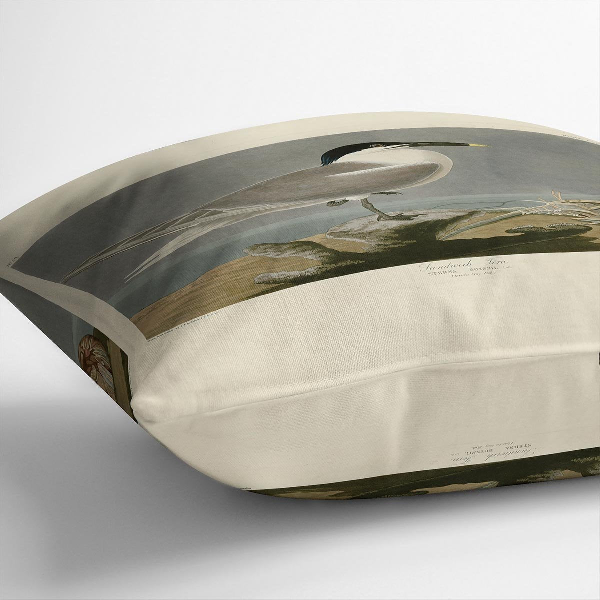Sandwich Tern by Audubon Cushion
