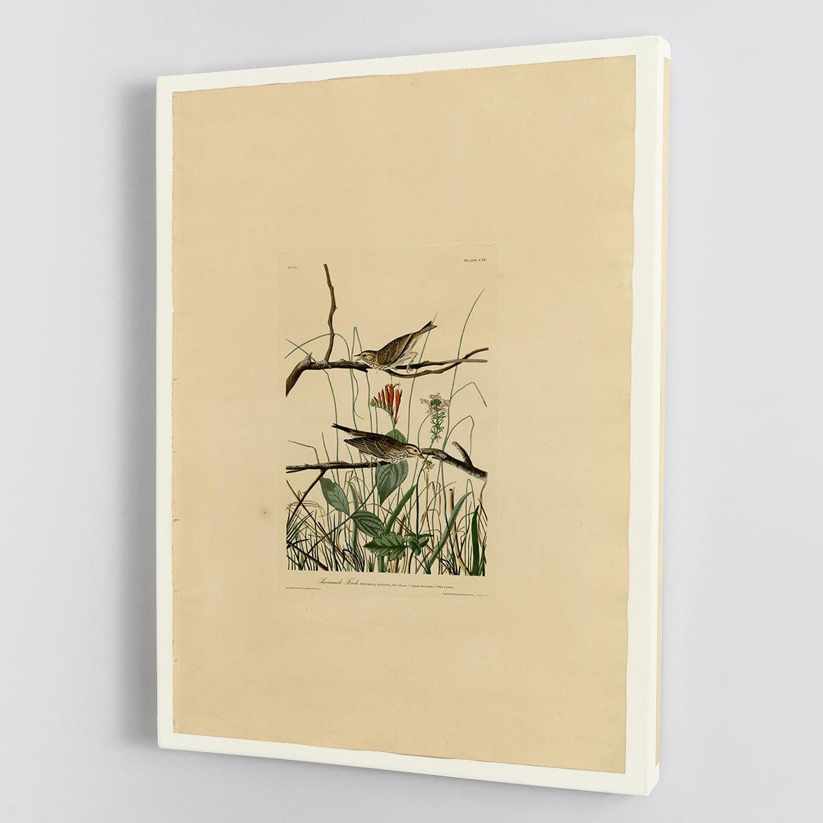 Savannah Finch by Audubon Canvas Print or Poster
