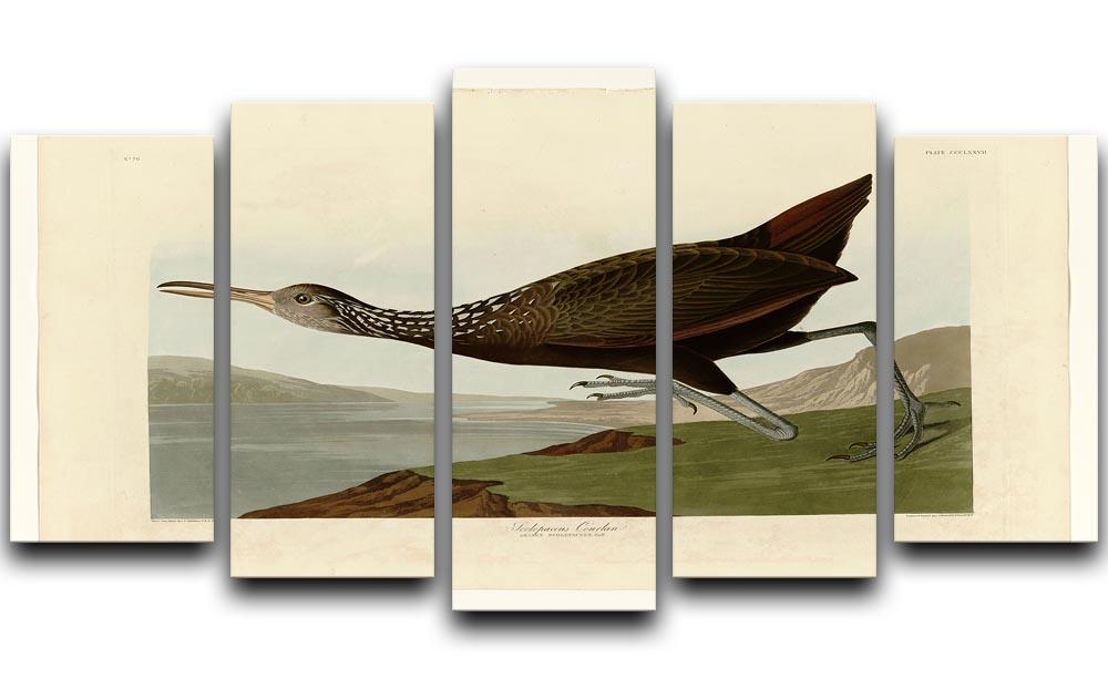 Scolopaceus Courlan by Audubon 5 Split Panel Canvas - Canvas Art Rocks - 1