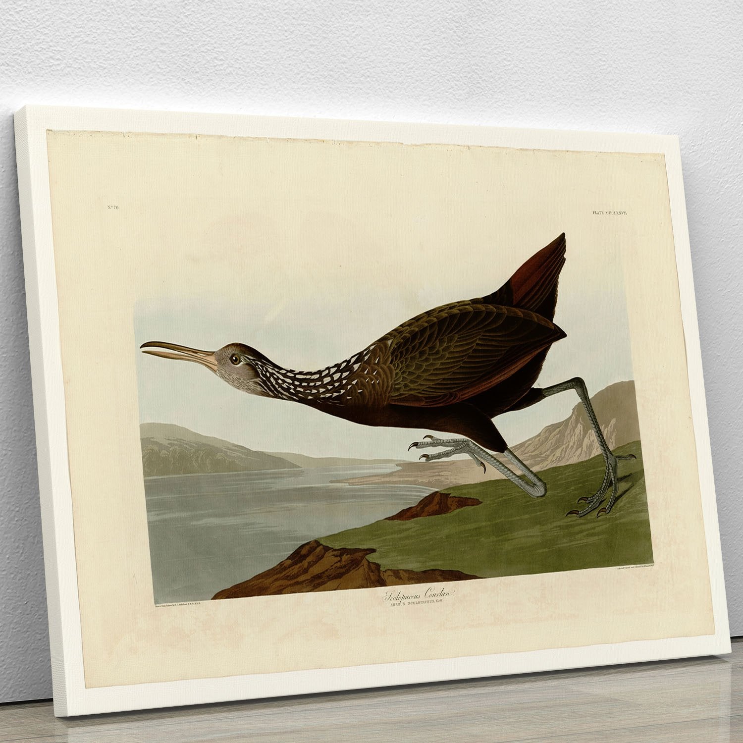 Scolopaceus Courlan by Audubon Canvas Print or Poster