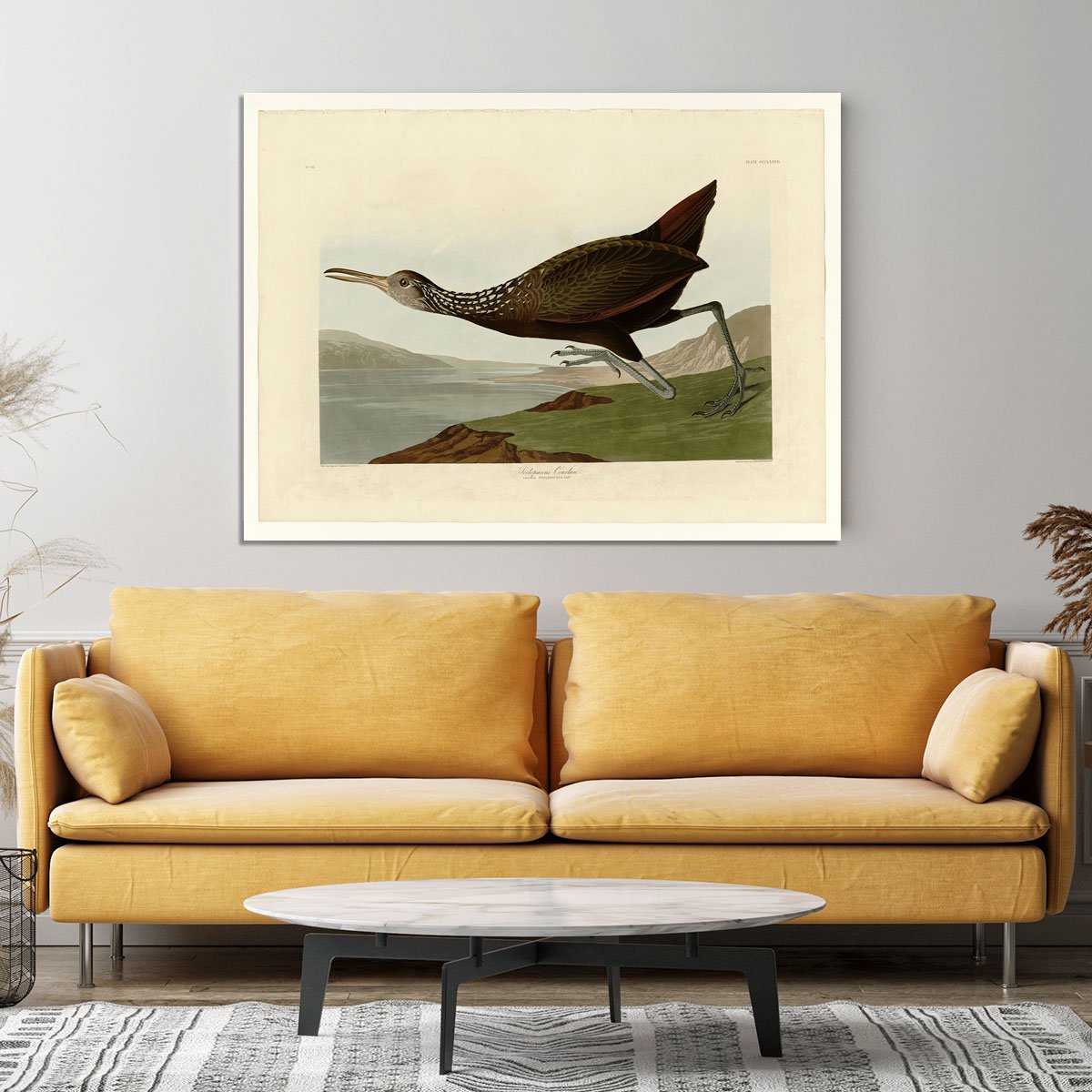 Scolopaceus Courlan by Audubon Canvas Print or Poster