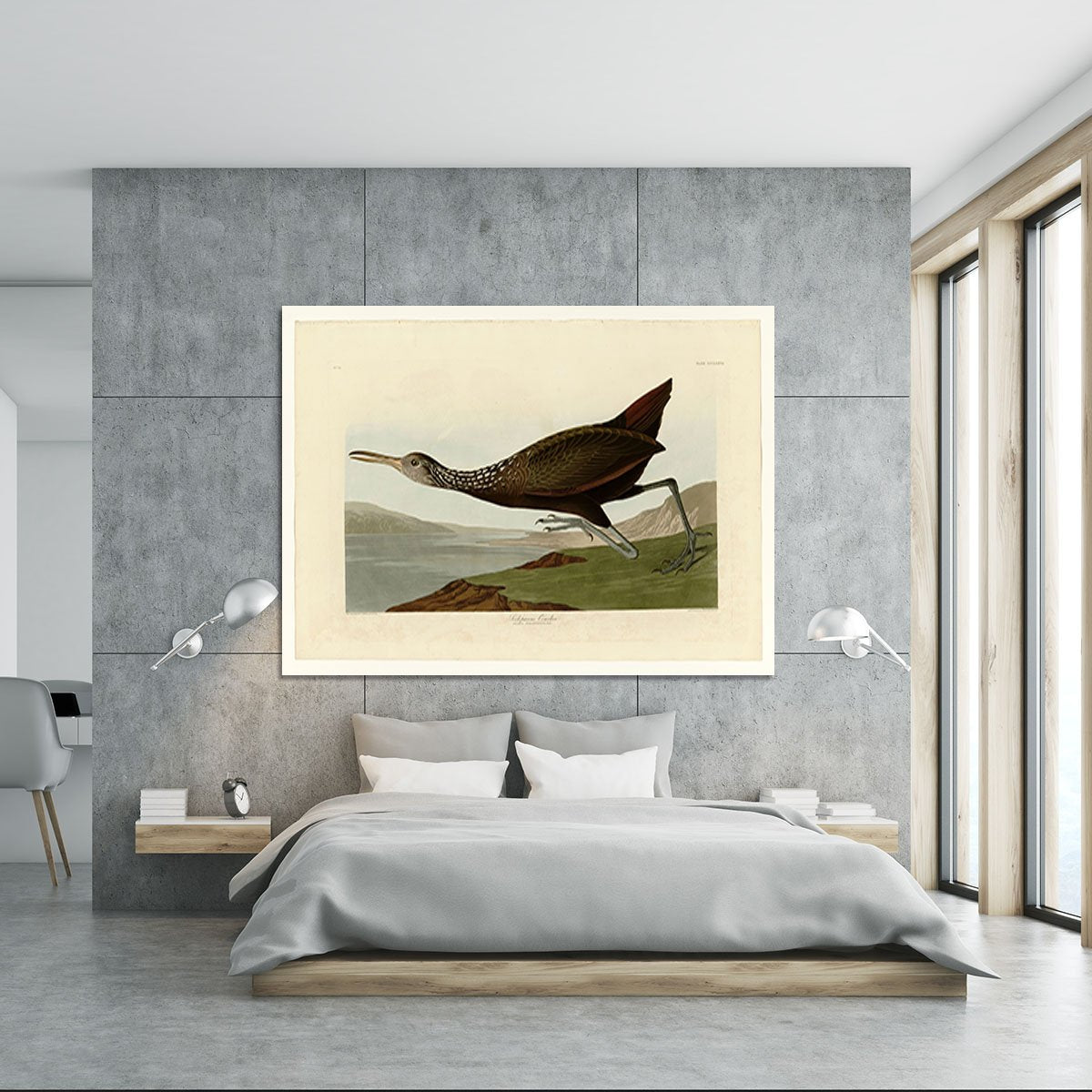 Scolopaceus Courlan by Audubon Canvas Print or Poster