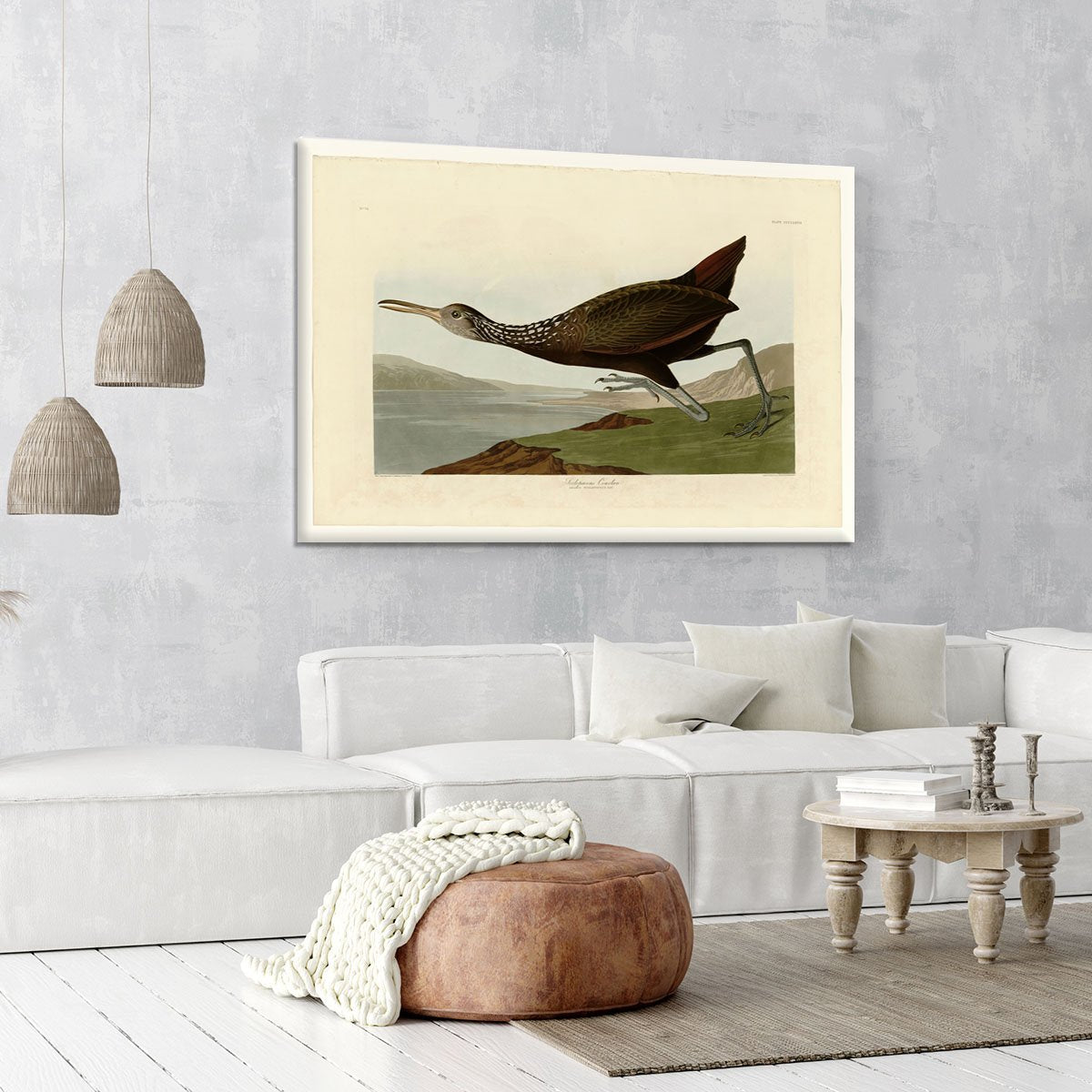 Scolopaceus Courlan by Audubon Canvas Print or Poster