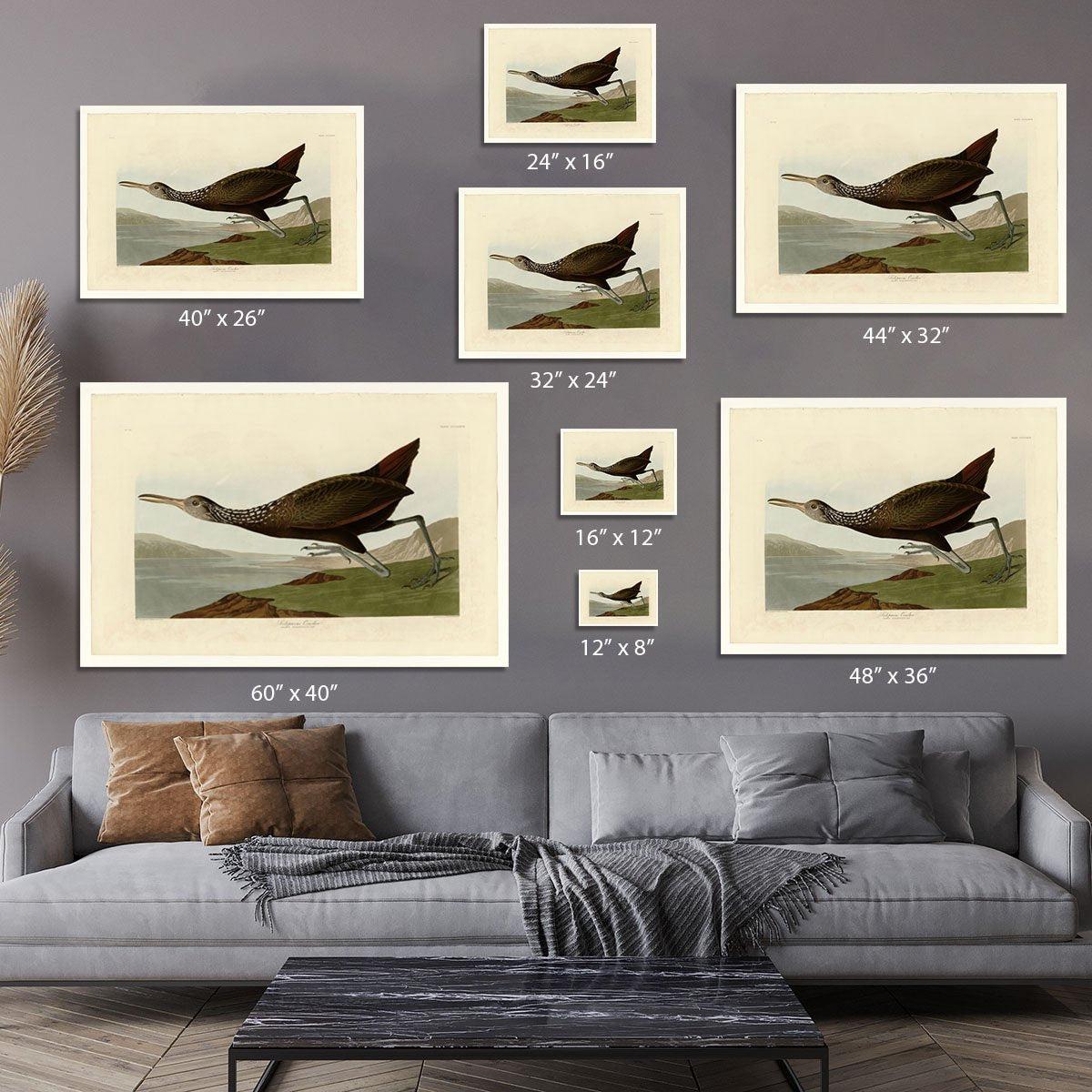 Scolopaceus Courlan by Audubon Canvas Print or Poster