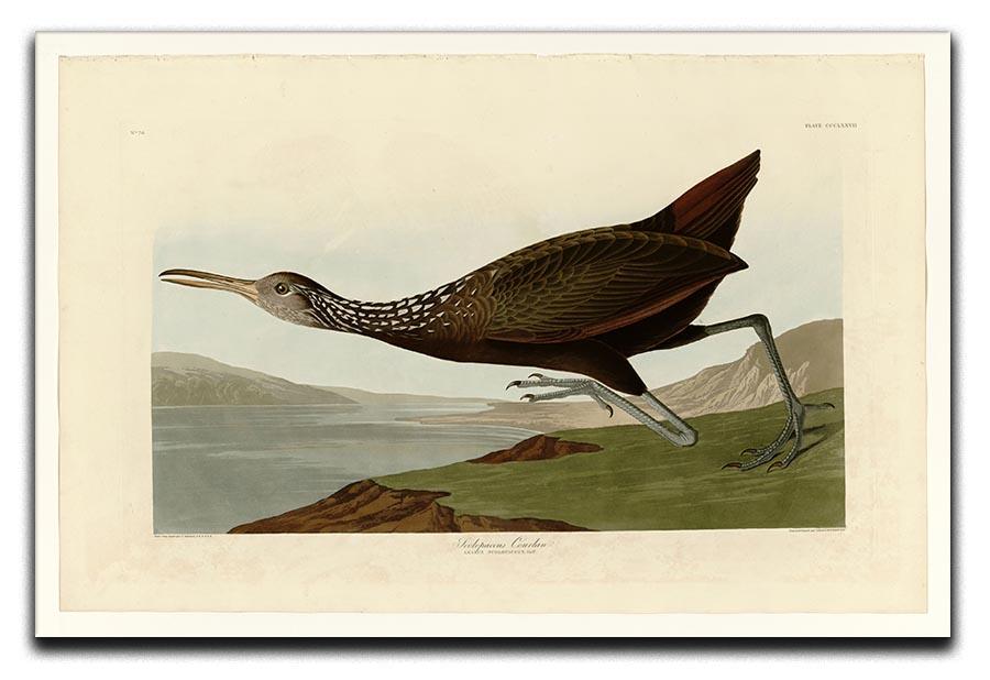 Scolopaceus Courlan by Audubon Canvas Print or Poster - Canvas Art Rocks - 1