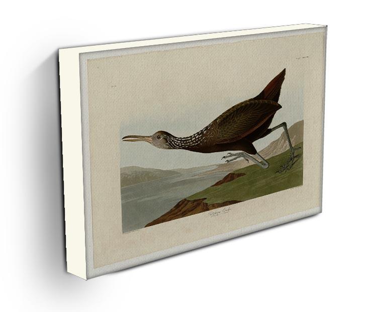 Scolopaceus Courlan by Audubon Canvas Print or Poster - Canvas Art Rocks - 3